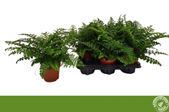 Asplenium Parvati 12Ø 30cm