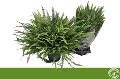 Nephrolepis Green Lady 20Ø 65cm