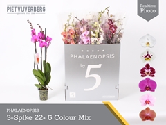 Phalaenopsis Mix 6 Colours 12Ø 80cm 3st