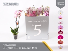 Phalaenopsis Mix 8 Colours 12Ø 70cm 2st