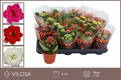 Kalanchoe Double Mix 8Ø 15cm