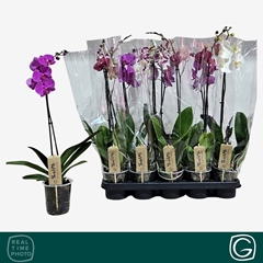 Phalaenopsis Mix 4 Colours 12Ø 55cm 1st