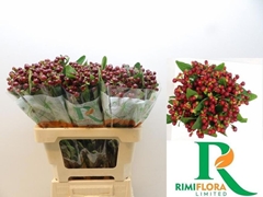 Hypericum Magical Cherry 60cm