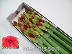 Hippeastrum Ferrari 75cm