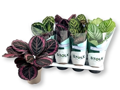 Calathea Mixed 5 Varietys 14Ø 40cm