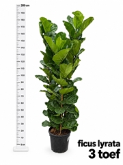 Ficus Lyrata 30Ø 190cm