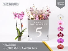 Phalaenopsis Mix 6 Colours 12Ø 80cm 3st