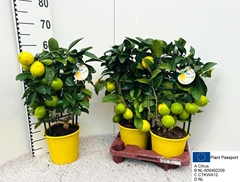 Citrus Meyer 19Ø 60cm