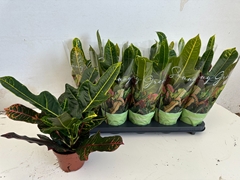 Codiaeum Big Leaf Excellent 12Ø 35cm