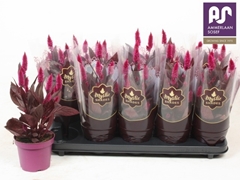 Celosia Mystic Shades 12Ø 35cm