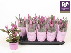 Celosia Merida Pink 12Ø 34cm