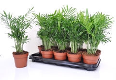 Chamaedorea Elegans 12Ø 40cm