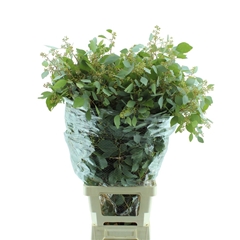 Eucalyptus Populus With Berry Per Bunch 100cm 500gr.
