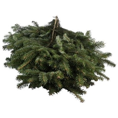 Abies Nordmanniana Hand Bunch