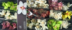 Cymbidium Mix 50cm