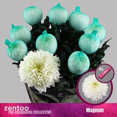 Chrysanth Single Magnum 70cm 110gr.