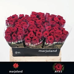 Rosa Red Naomi! 55cm