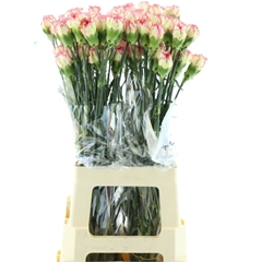 Dianthus Single Ali Baba 65cm
