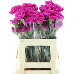 Dianthus Single Yukari Violet 50cm