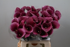 Zantedeschia Captain Promise 60cm