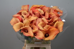 Zantedeschia Callista 70cm