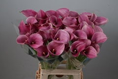 Zantedeschia Captain Romance 70cm