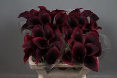 Zantedeschia Call Amazone 55cm