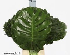 Monstera Leaf 70cm 35cm Hd