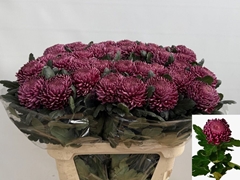 Chrysanth Single Bigoudi Purple 80cm 110gr.