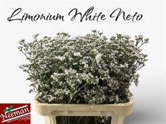 Limonium Caspium White Neto 80cm 35gr.