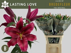 Lily Oriental Lasting Love 100cm 5+