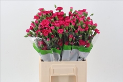 Dianthus Spray Pigeon 65cm