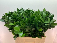 Ruscus Hypophyllum 60cm