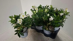 Helleborus Mon Blanc 17Ø 40cm