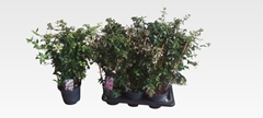 Abelia Grandiflora 17Ø 60cm