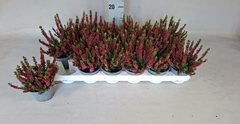 Calluna Beauty Ladies Mix 9Ø 20cm