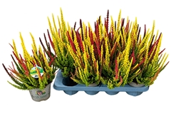 Calluna Skyline Trio Mix 13Ø 35cm