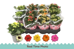 Kalanchoe Double Mix 9Ø 17cm