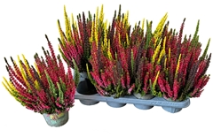 Calluna Skyline Trio Mix 13Ø 35cm