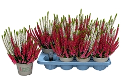 Calluna Beauty Ladies Mix 13Ø 25cm