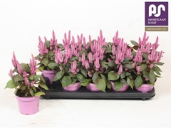 Celosia Merida Pink 12Ø 25cm