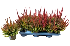 Erica Carnea Beauty Seasons Tornados 11Ø 20cm