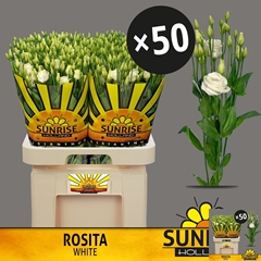Eustoma Double Rosita White 70cm