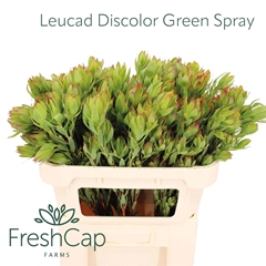 Leucadendron Discolor 70cm Spray