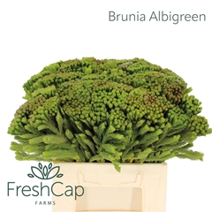 Brunia Albiflora 40cm