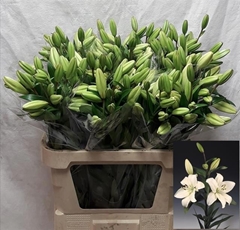 Lily La Litouwen 85cm 3+