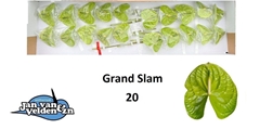 Anthurium Grand Slam 9cm Hd