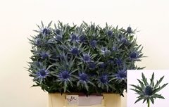 Eryngium Orion Questar 40cm