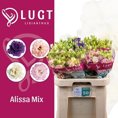 Eustoma Double Alissa Mix 70cm