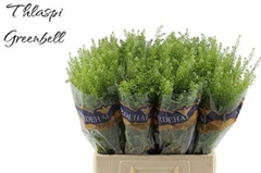 Lepidium Ruderale Green Bell 65cm 15gr.